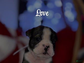 English Bulldog dogs Love - Ad 14