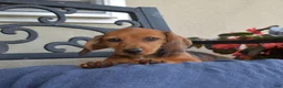 Miniature Dachshund dogs for sale: Barbie - Ad 6