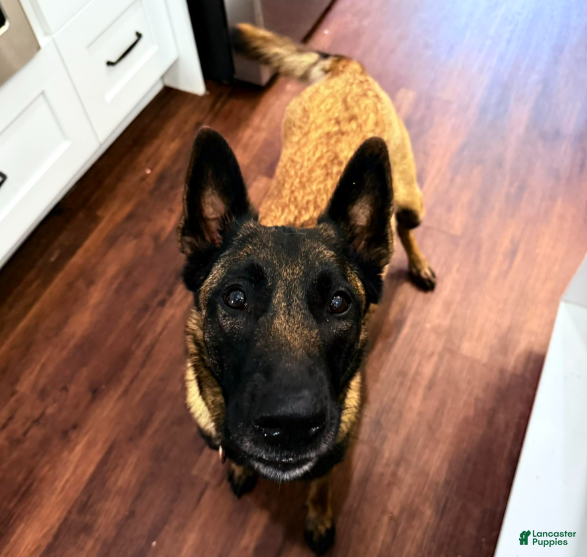 Belgian Malinois dogs Belgian Malinois Girl 3 - Ad 2