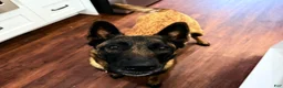 Belgian Malinois dogs for sale: Belgian Malinois Boy 3 - Ad 2