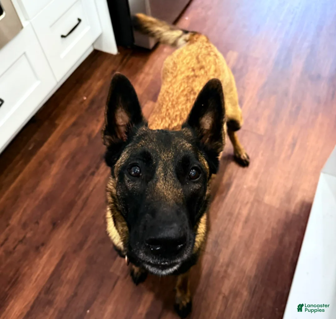 Belgian Malinois dogs for sale: Belgian Malinois Boy 3 - Ad 2