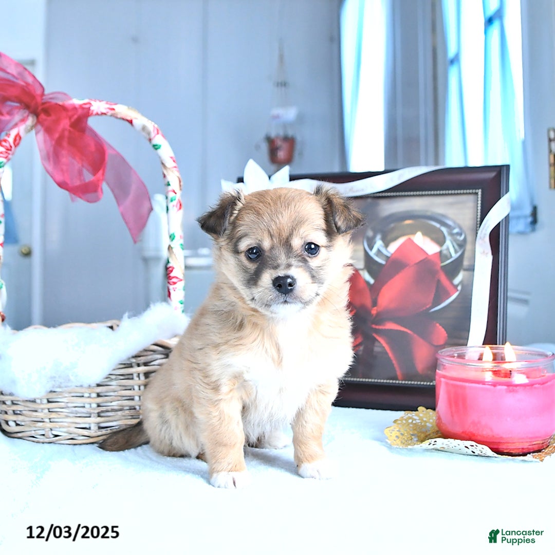 Chihuahua dogs for sale: Mr. Sparky (Long-Haired) - Ad 1