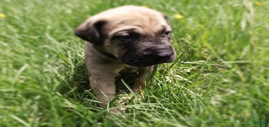 Gallery Image {{count}}