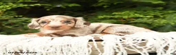 Miniature Dachshund dogs for sale: Ivanhoe - Ad 3