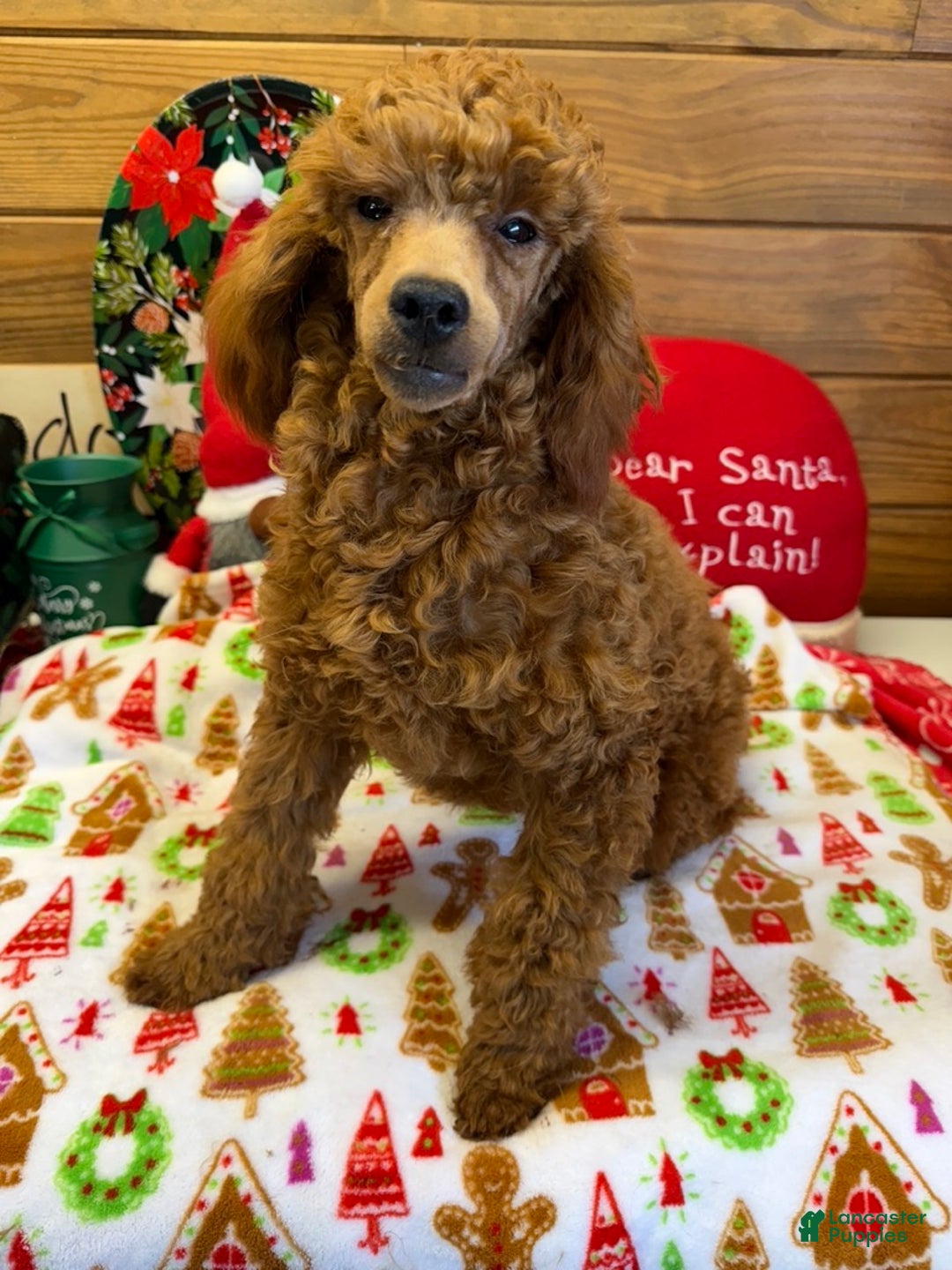 Toy Poodle dogs for sale: Adam - Ad 3