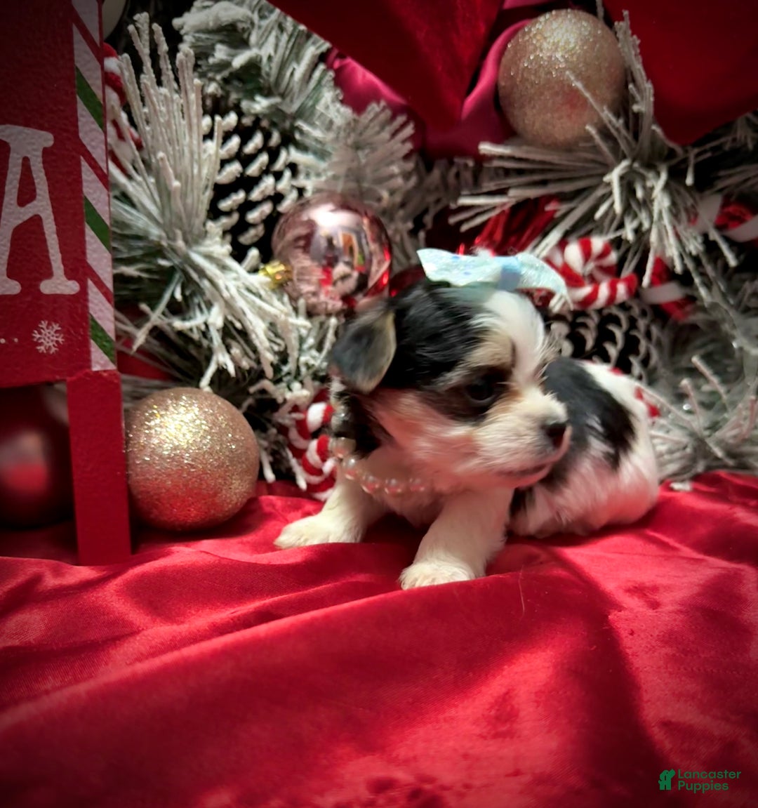 Yorkshire Terrier dogs for sale: Yakko - Ad 15