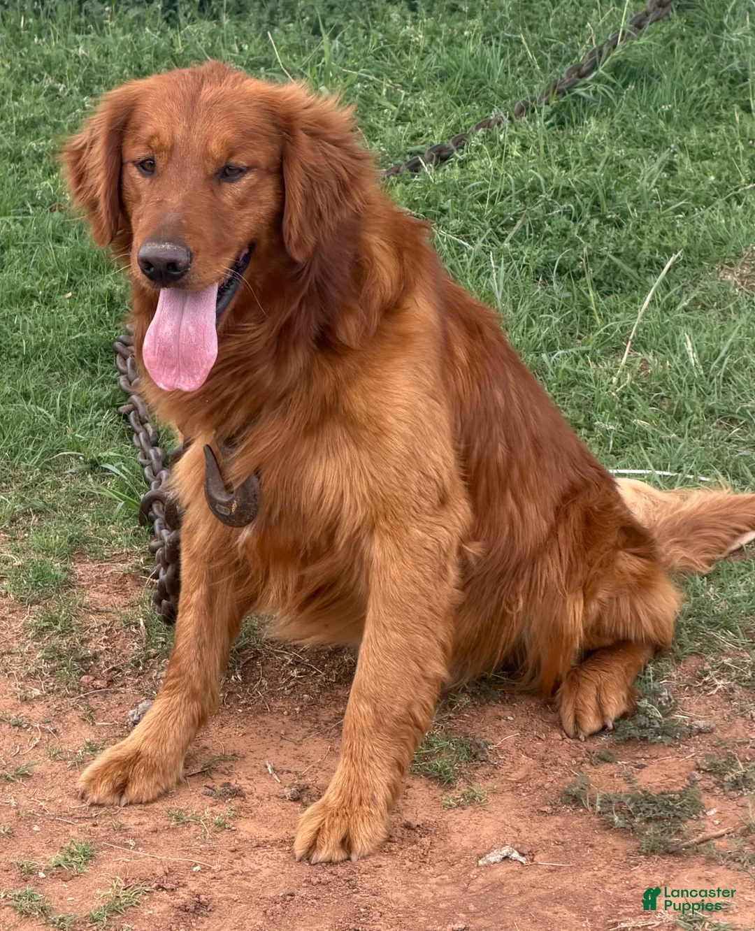 Golden Retriever dogs for sale: Golden Retriever Puppy Purple - Ad 3