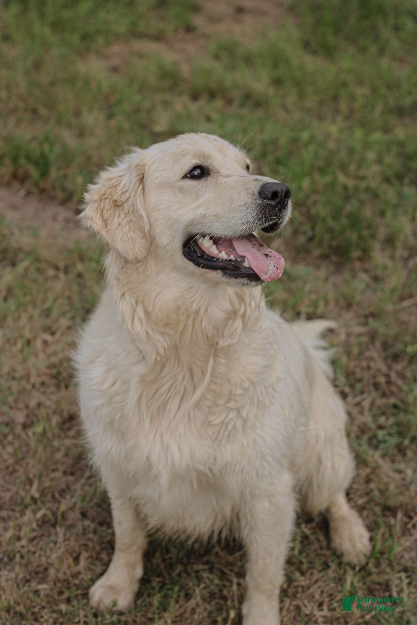 Golden Retriever dogs buzz lightyear - Ad 2