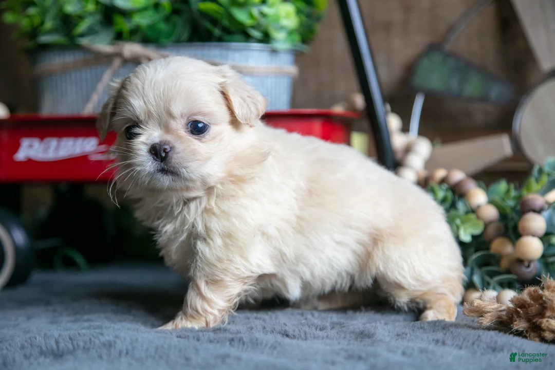 Pekingese dogs for sale: Becky - Ad 3