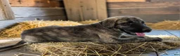 Anatolian Shepherd dogs for sale: Aspen 2026 Female 1 - Ad 3