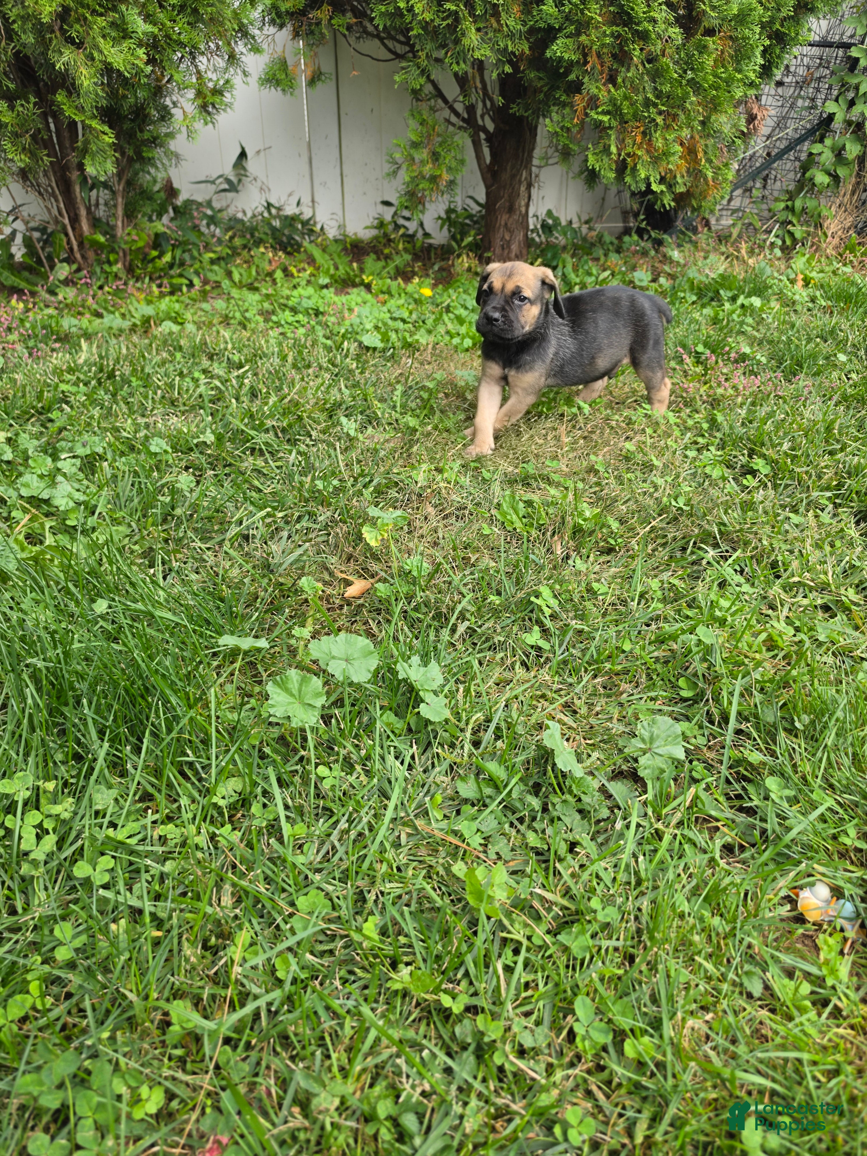 Cane Corso dogs for sale: Remington - Ad 2