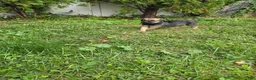 Cane Corso dogs for sale: Remington - Ad 2