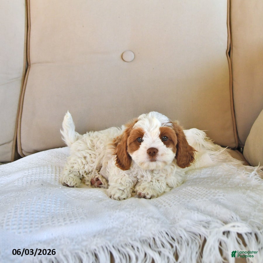 Cavapoo dogs for sale: Tilly - Ad 3