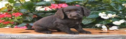 Cocker Spaniel dogs for sale: Echo - Ad 2