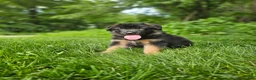 German Shepherd dogs for sale: Sparky  - Ad 5