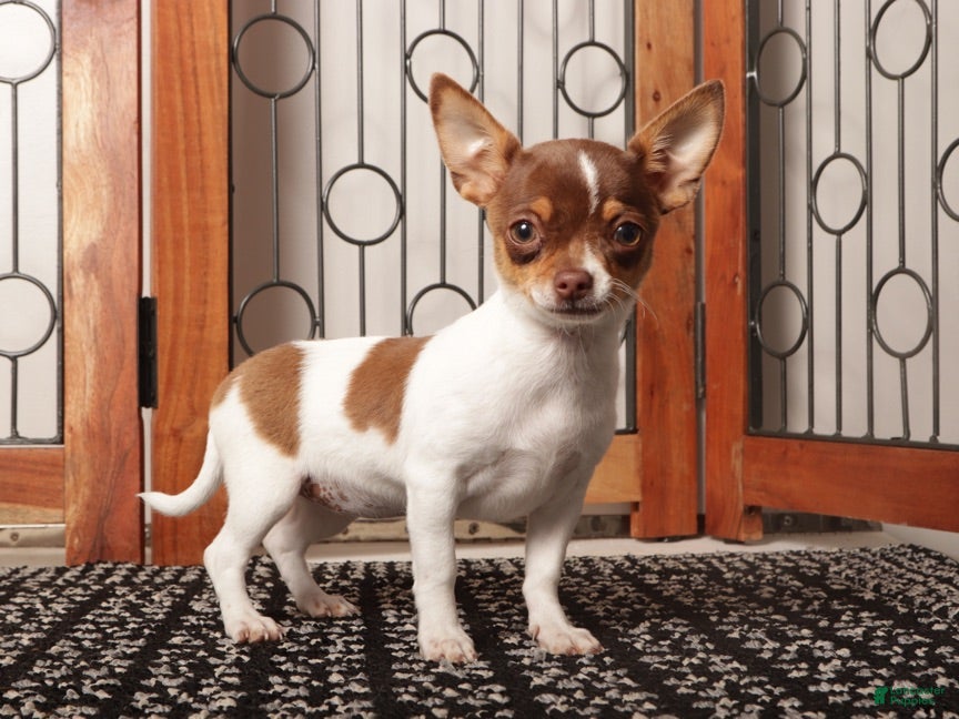 Chihuahua dogs Pippa - Ad 2