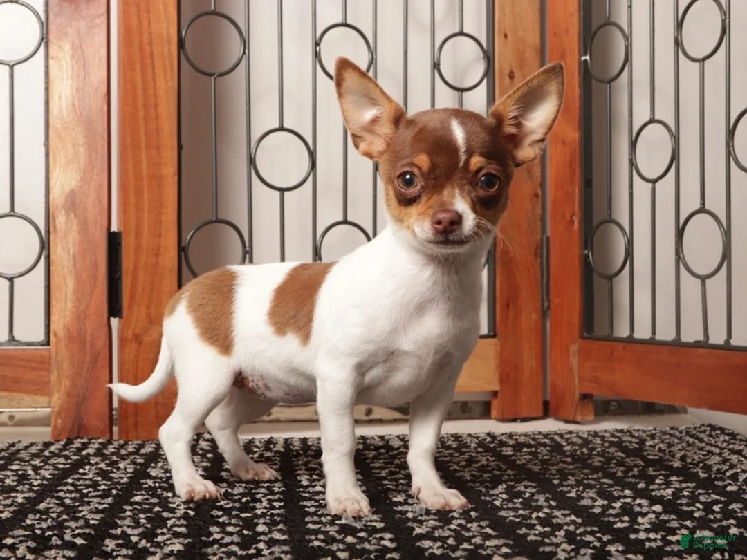 Chihuahua dogs for sale: Pippa - Ad 2