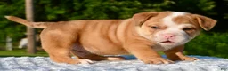 Mixed Breed dogs for sale: Tank hybrid bulldog puppy - Ad 22