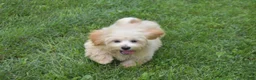 Maltipoo dogs for sale: Pete - Ad 4