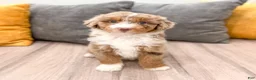 Aussiedoodle dogs for sale: Cinnamon - Ad 1