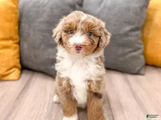 Aussiedoodle dogs for sale: Cinnamon - Ad 1