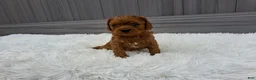 Cavapoo dogs for sale: Nyx - Ad 13