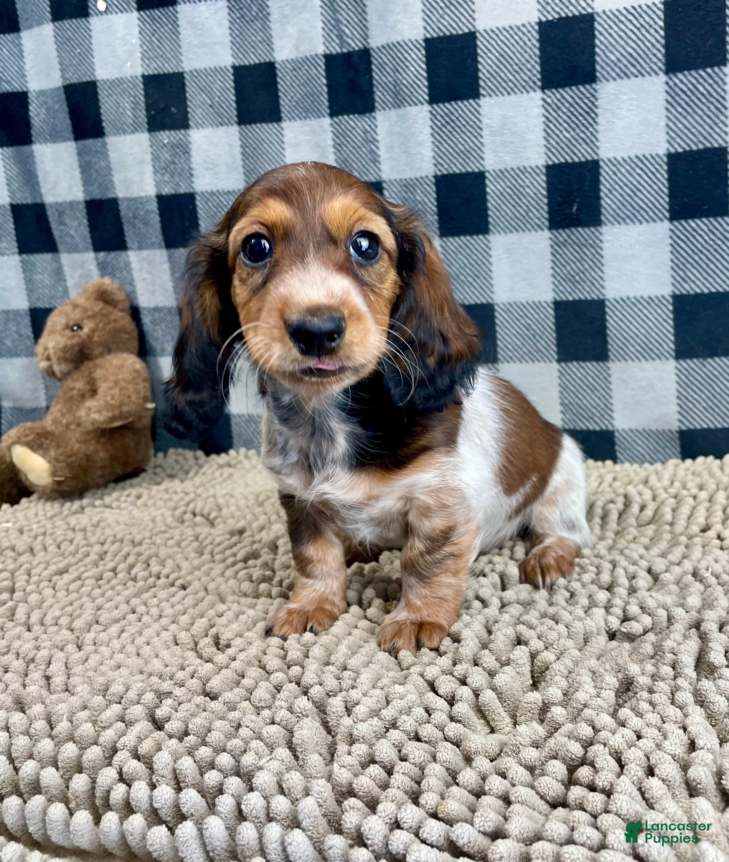 Miniature Dachshund dogs Kim - Ad 21