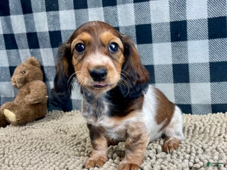 Miniature Dachshund dogs Kim - Ad 21