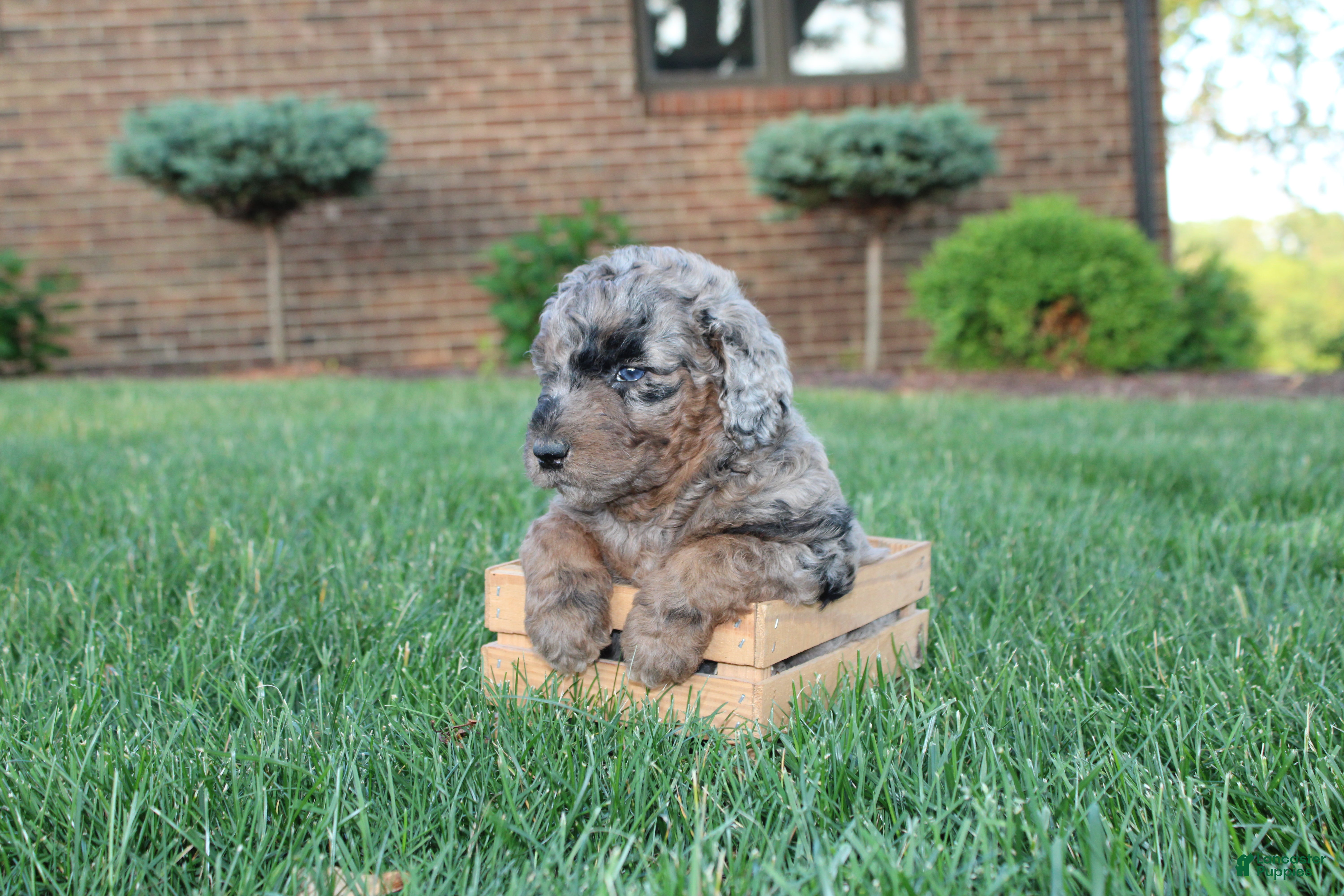 Mini Goldendoodle dogs Dee - Ad 2