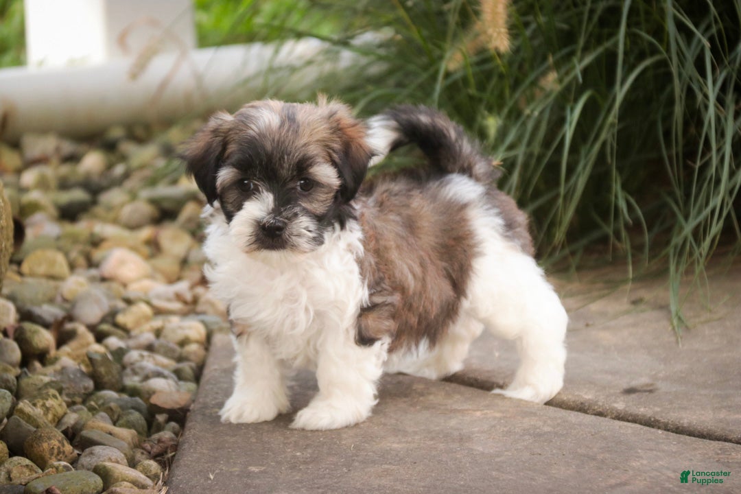 Havanese dogs for sale: Iris Havanese  - Ad 2