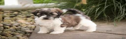 Havanese dogs for sale: Iris Havanese  - Ad 6