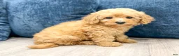 Miniature Poodle dogs for sale: Violet - Ad 3