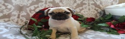 Pug dogs for sale: Casey - Ad 12
