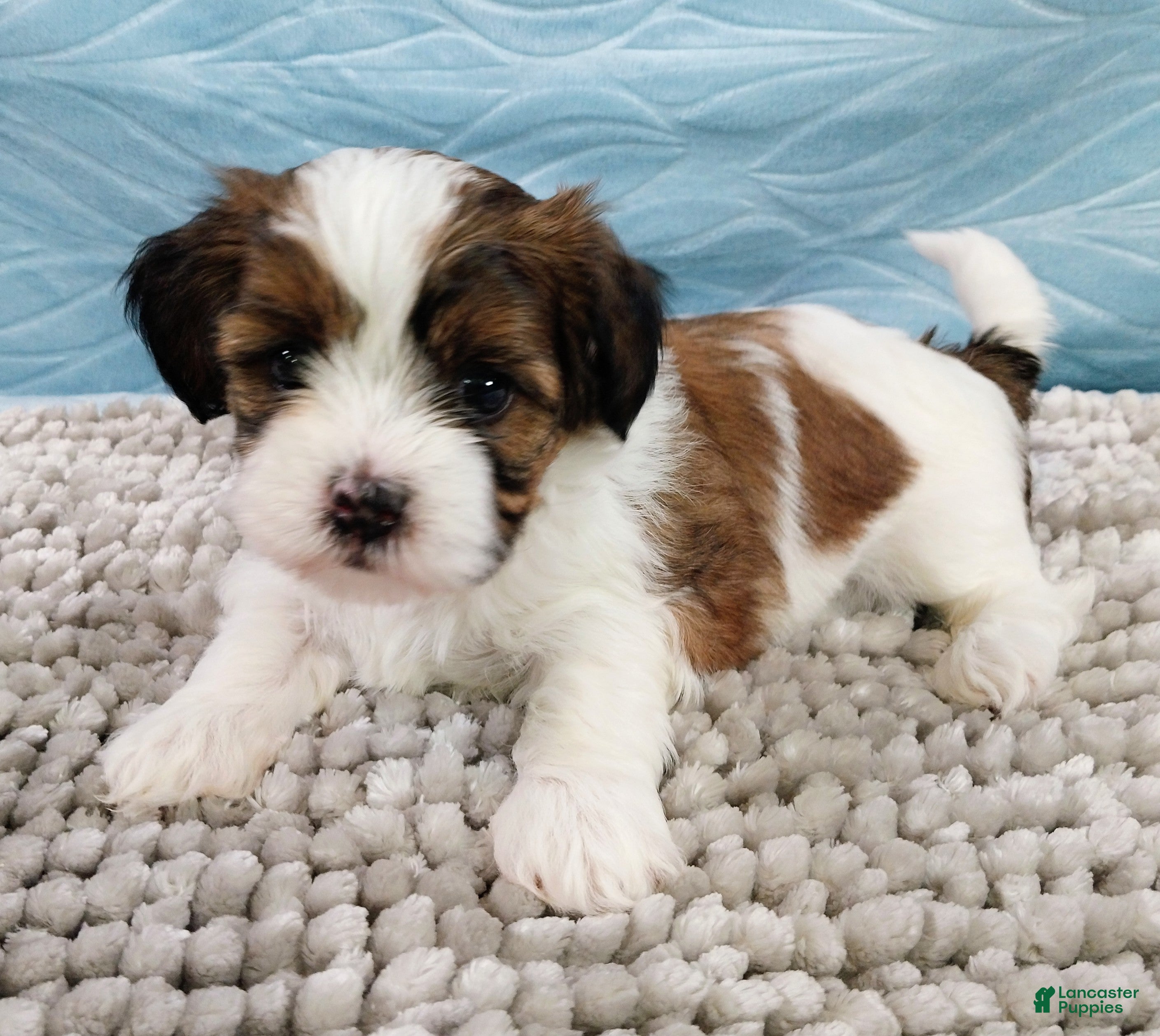 Shihpoo dogs Shihpoo Puppy 2 - Ad 2