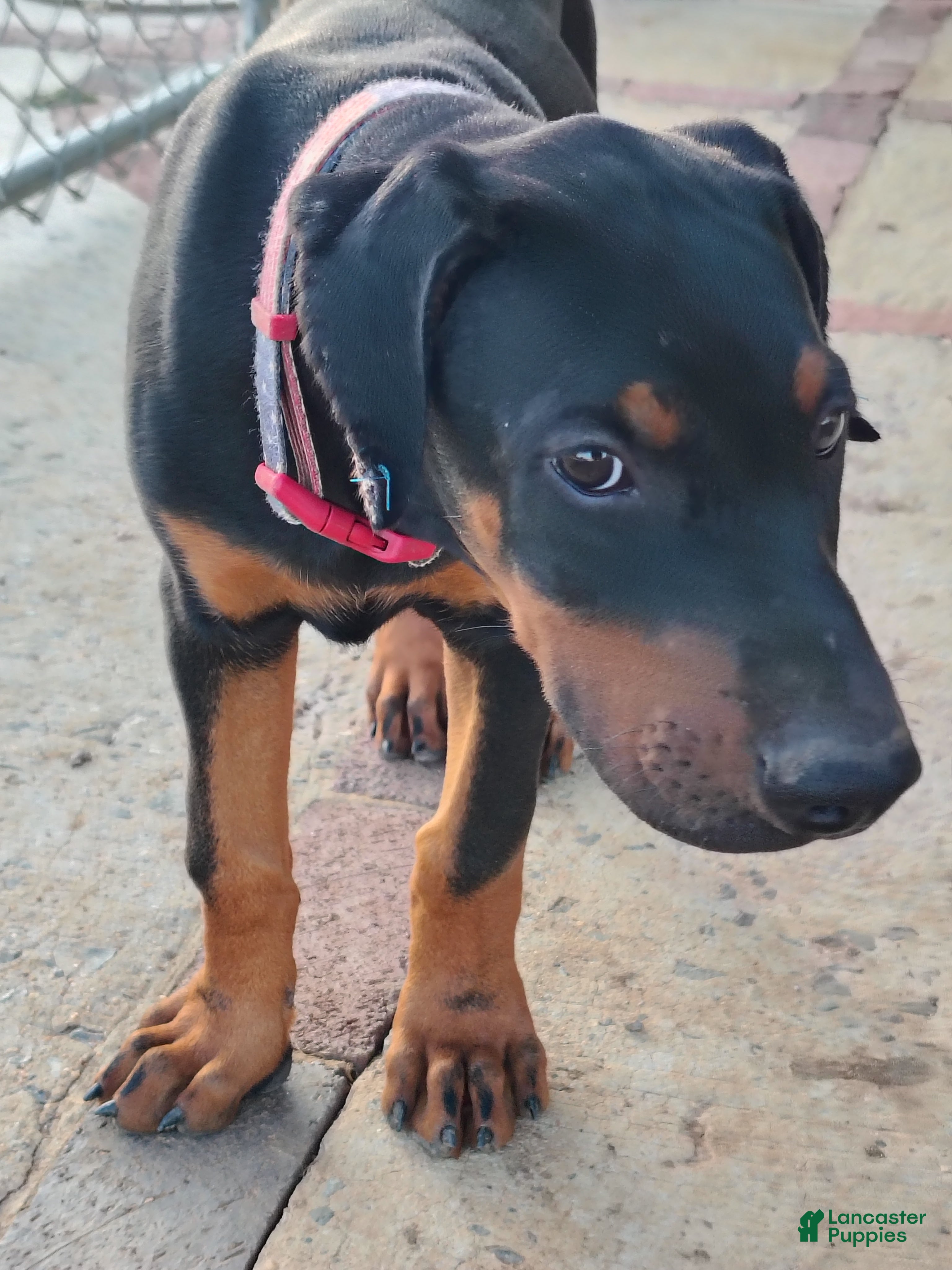 Doberman Pinscher dogs Gurder /  America flag collar - Ad 2