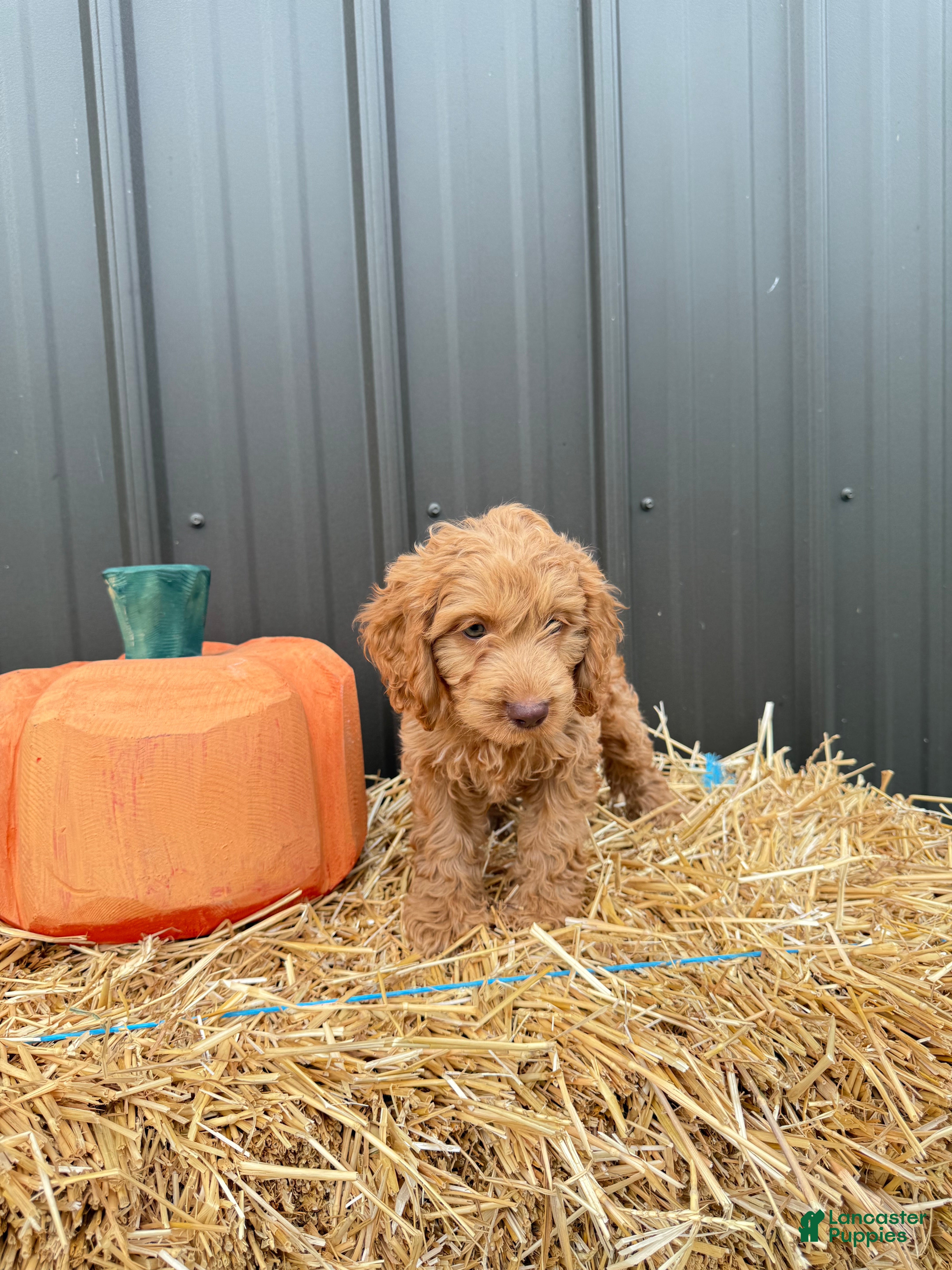 Cockapoo dogs Bruno - Ad 2