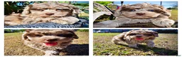 Havapoo dogs for sale: Punky - Ad 1