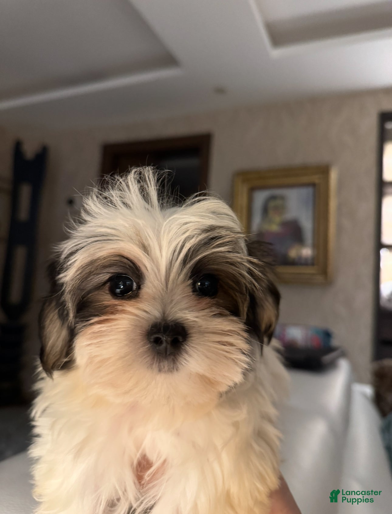 Morkie dogs Ken - Ad 6