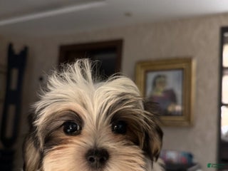 Morkie dogs Ken - Ad 11