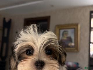 Morkie dogs Ken - Ad 9