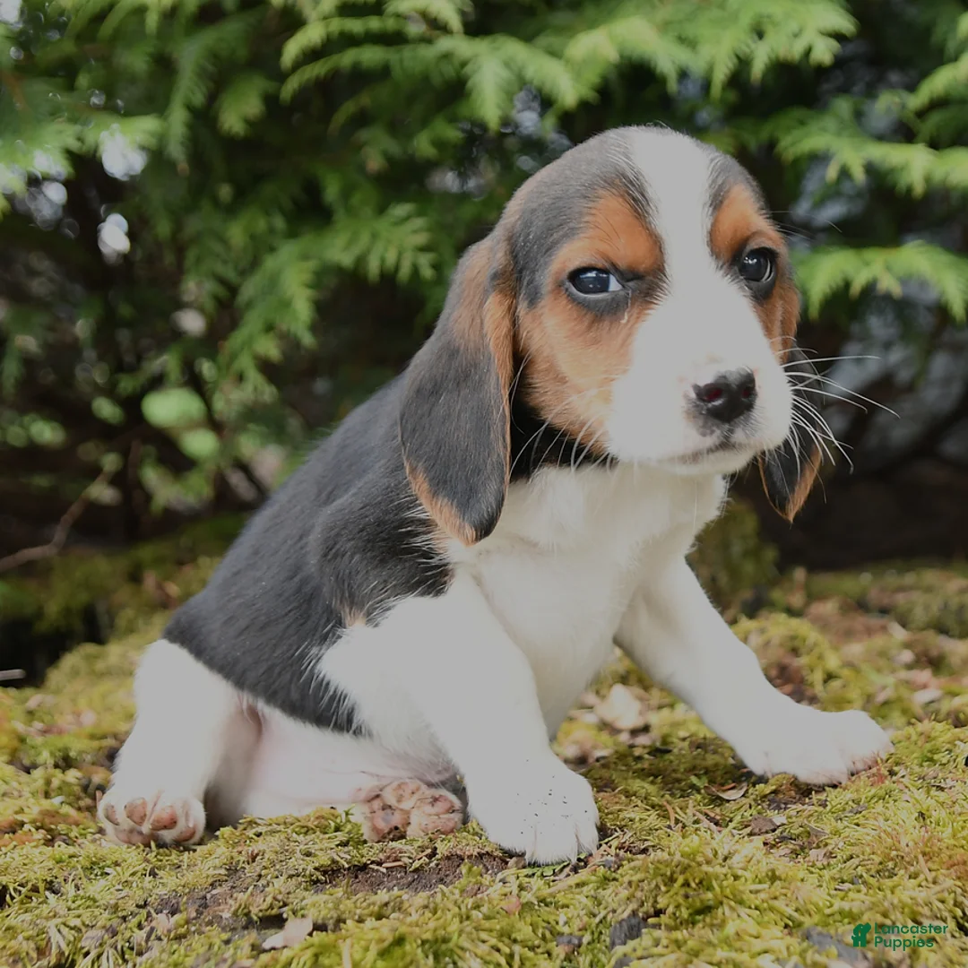 Beagle dogs for sale: Rusty - Ad 3