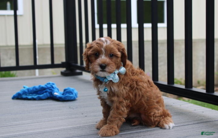 Cockapoo dogs Freddy  - Ad 1