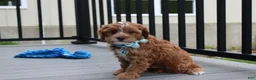 Cockapoo dogs for sale: Freddy  - Ad 10