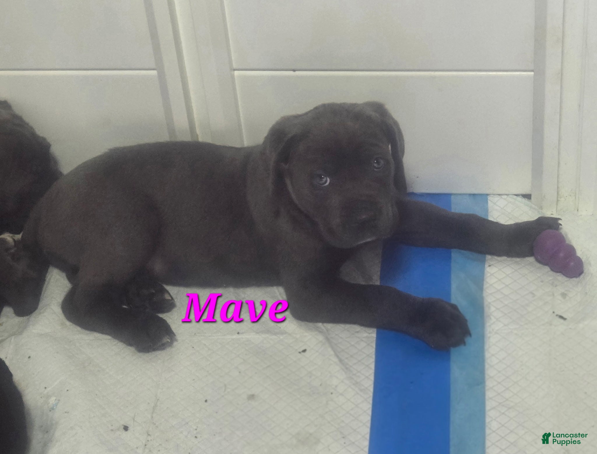 Cane Corso dogs Mave - Ad 1