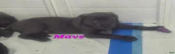 Cane Corso dogs for sale: Mave - Ad 1