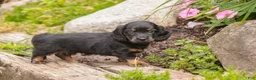 Miniature Dachshund dogs for sale: Adalyn Miniature Dachshund  - Ad 5