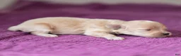 Maltipoo dogs for sale: Mac Maltipoo Puppy  - Ad 9