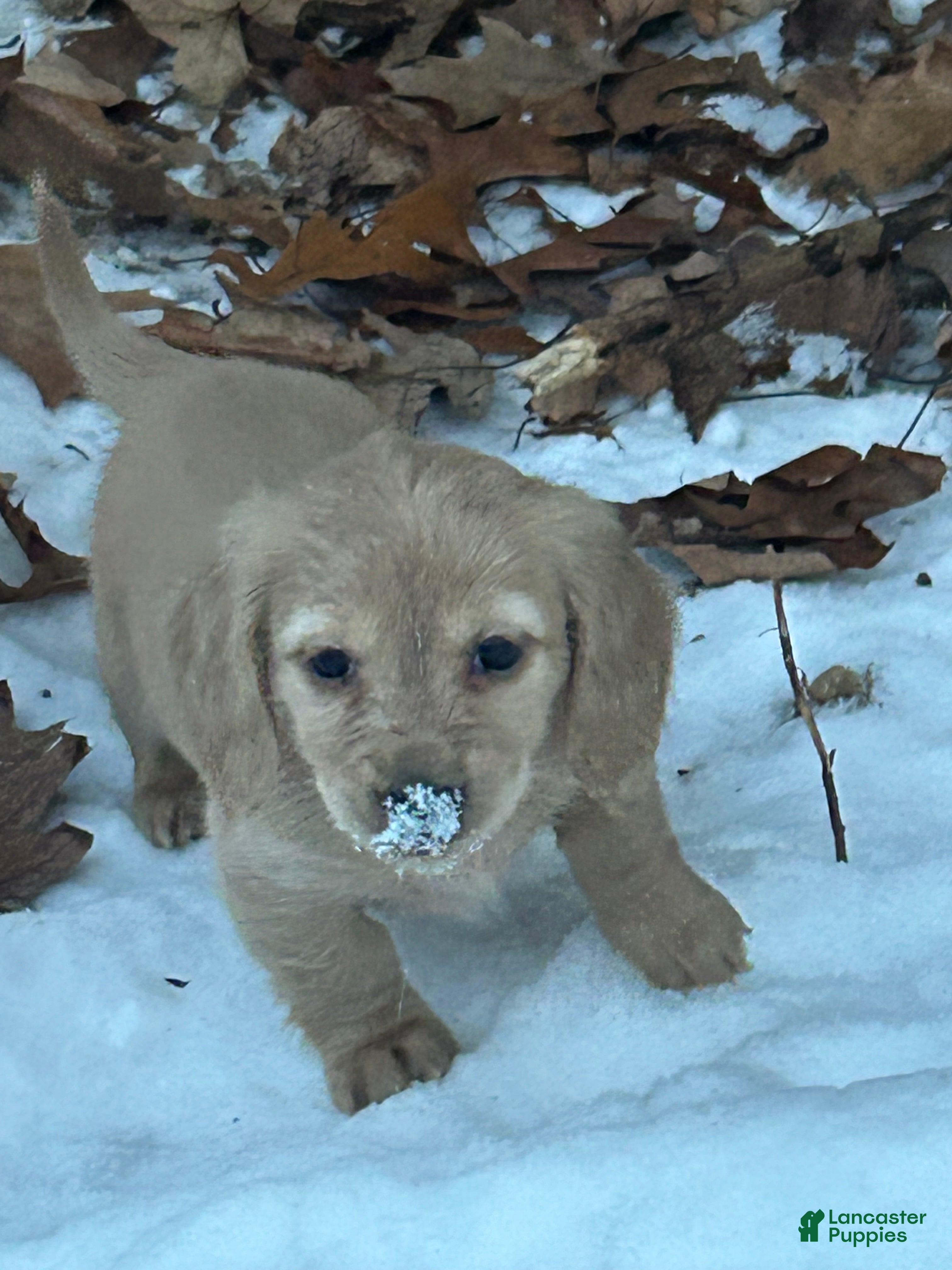 Miniature Dachshund dogs Miniature Dachshund Puppy 5 - Ad 5