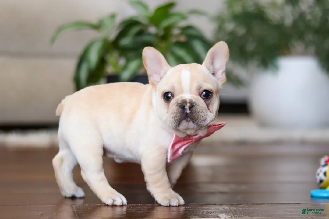 French Bulldog dogs for sale: Tasha - Ad 4