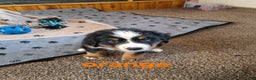 Bernese Mountain Dog dogs for sale: Orange - Ad 4